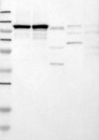SYT4 Antibody