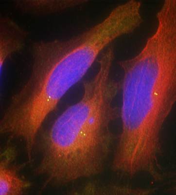 Synaptotagmin 1 (Ab-309) Antibody