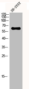 SYNCRIP Antibody