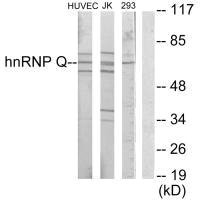 SYNCRIP Antibody