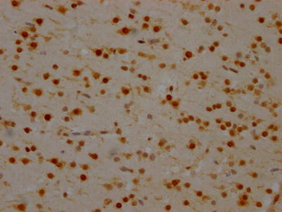 SYNCRIP Recombinant Monoclonal Antibody