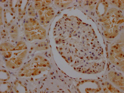 SYNCRIP Recombinant Monoclonal Antibody
