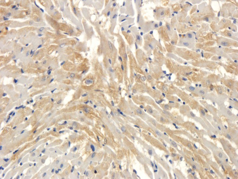 Syncytin 1 antibody