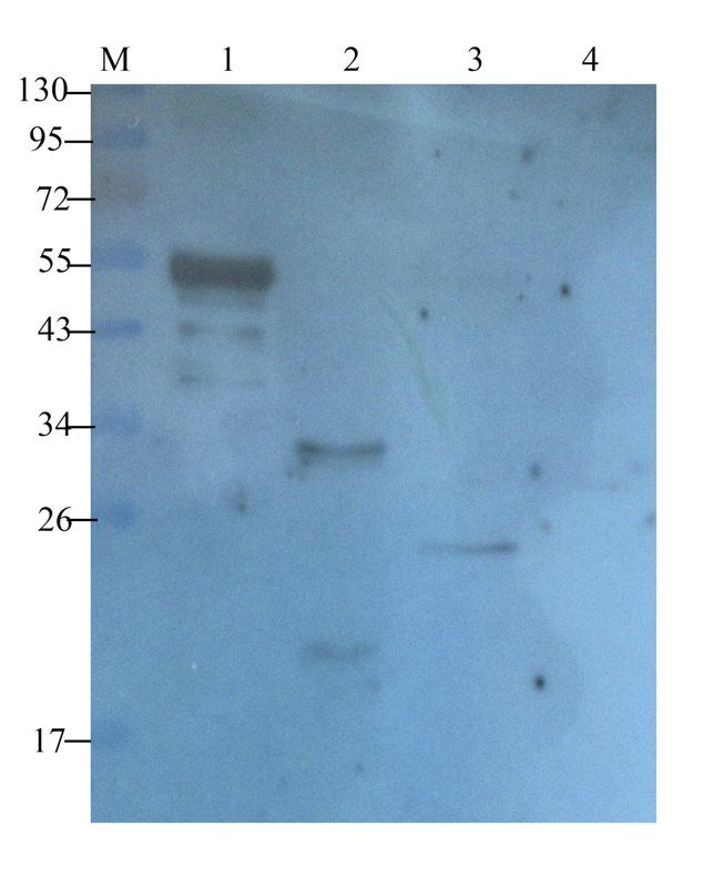 Syncytin 1 antibody