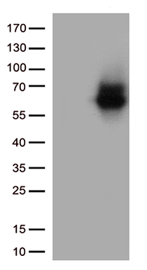 Syndecan 1 Antibody