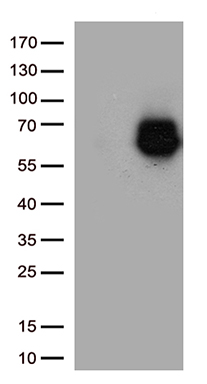 SDC1 Antibody