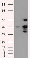 Syndecan 1 Antibody