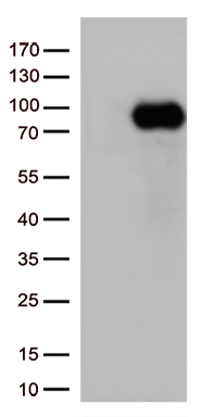 Syndecan 1 Antibody