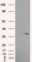 Syndecan 1 Antibody