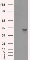 Syndecan 1 Antibody
