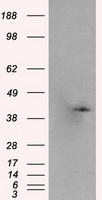 Syndecan 1 Antibody