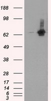 Syndecan 1 Antibody