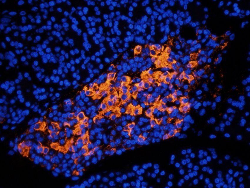 Syndecan 2 antibody