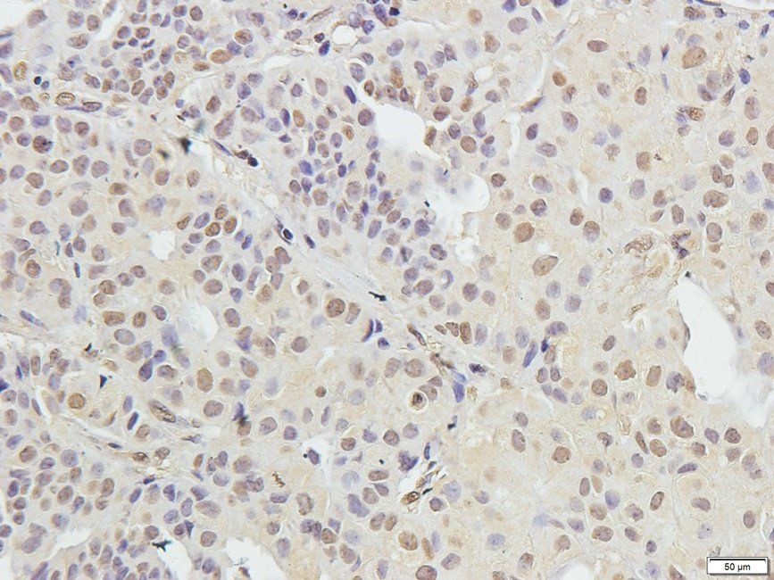 Syndecan 2 antibody