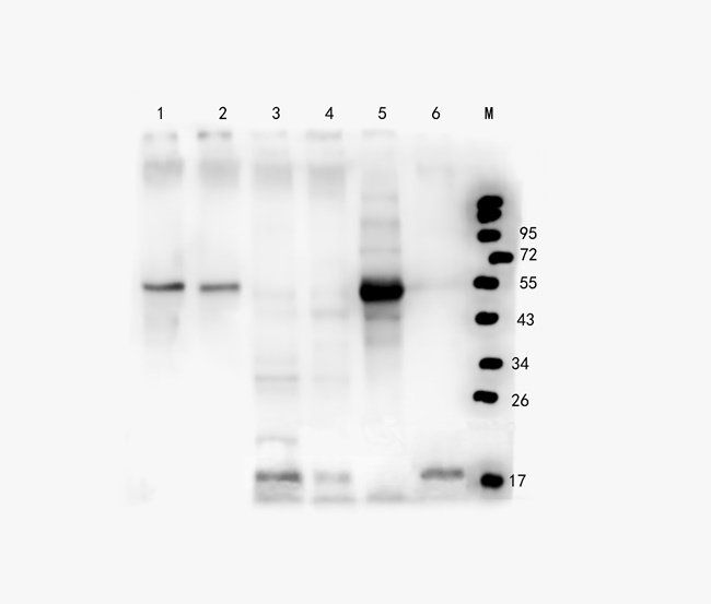 Syndecan 2 antibody