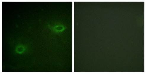 Syndecan4 antibody