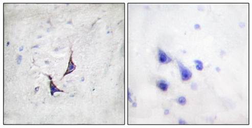 Syndecan4 (Ab-179) Antibody