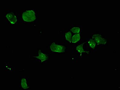 SYNE2 antibody