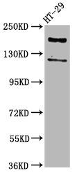 SYNJ1 Antibody