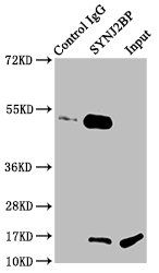 SYNJ2BP antibody