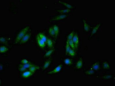 SYNM Antibody