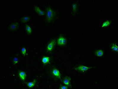 SYNPR antibody