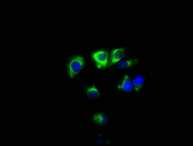 SYNPR antibody