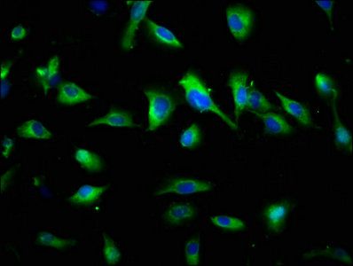 SYNPR antibody