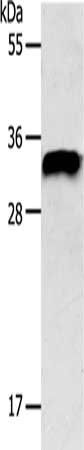 Syntaxin 1A antibody