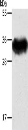 Syntaxin 1A antibody