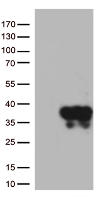 STX1A Antibody
