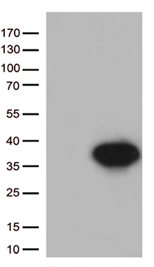 Syntaxin 1a Antibody