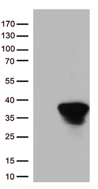 STX1A Antibody