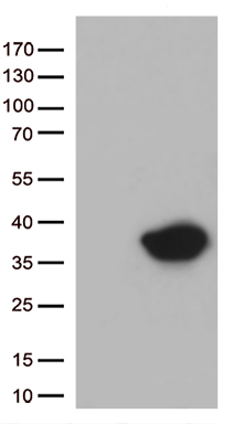 STX1A Antibody
