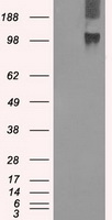 STX1A Antibody