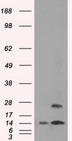 Syntaxin 1a Antibody