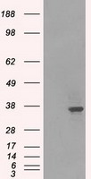 STX1A Antibody