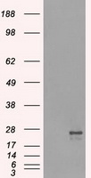 STX1A Antibody