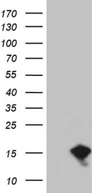 Syntaxin 3 Antibody