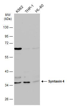 Syntaxin 4 antibody
