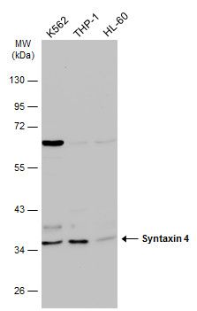 Syntaxin 4 antibody [N2C3]