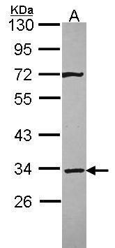 Syntaxin 4 antibody [N2C3]