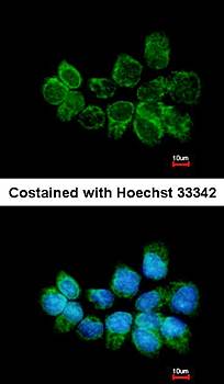 Syntaxin 5 antibody