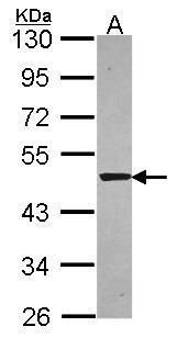 Syntrophin alpha 1 antibody