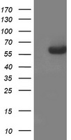 SNTA1 Antibody