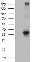 Syntrophin alpha 1 Antibody