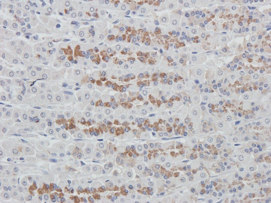 SYP antibody