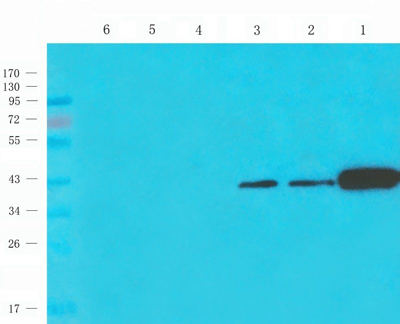 SYP antibody