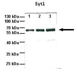 Syt1 antibody