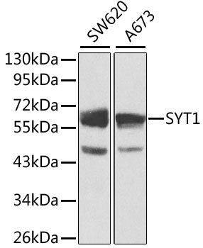 SYT1 antibody